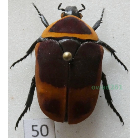 Pachnoda marginata peregrina Kolbe, 1906 ex. ovo Czad50